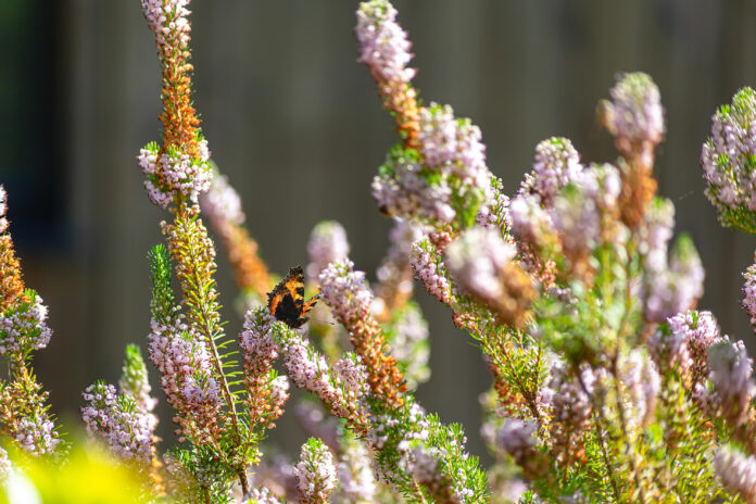 Loch Venachar Lodges on Kip Hideaways