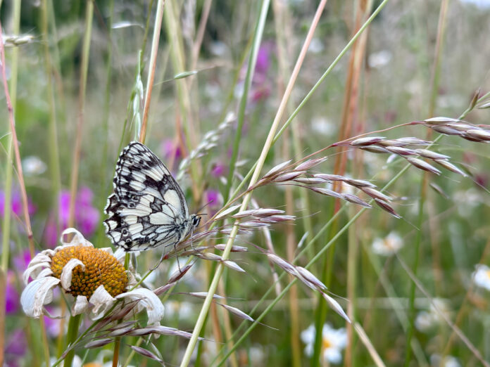 Meadow Lodge on Kip Hideaways