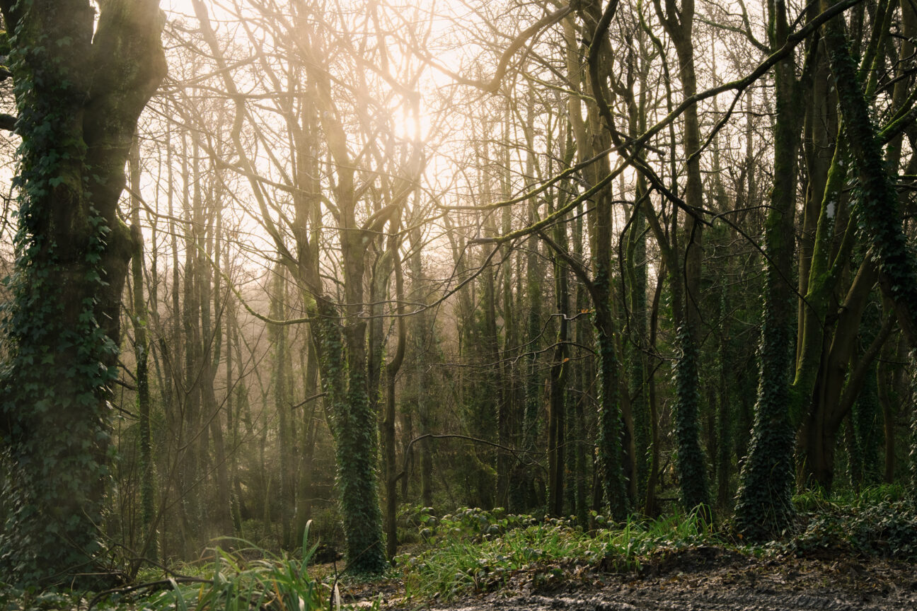 Yogis Cabin on Kip Hideaways