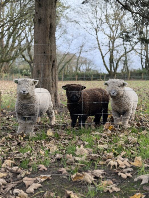 The Old Piggery on Kip Hideaways
