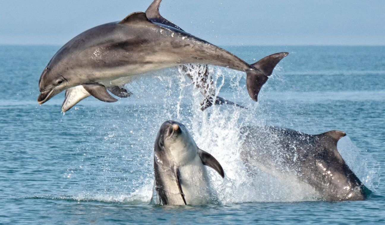 Dolphins from New Quay boat trip