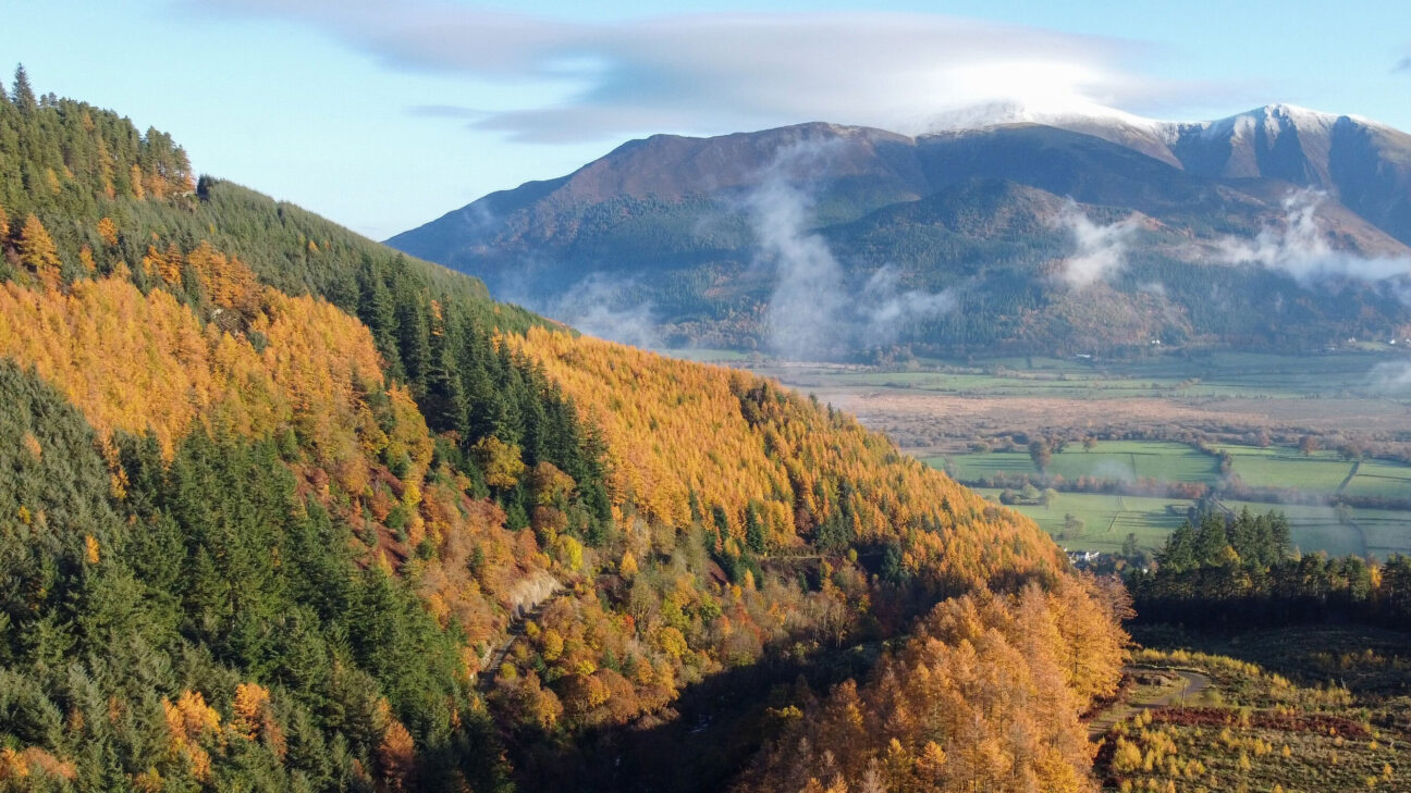Whinlatter-Forest
