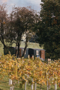 Wraxall Vineyard