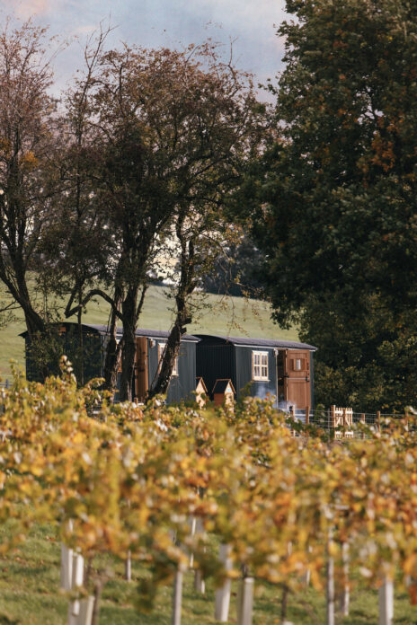 Wraxall Vineyard