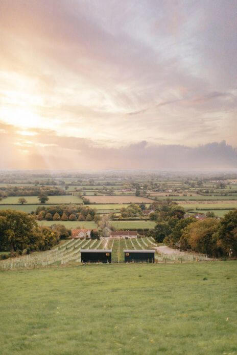 Wraxall Vineyard - Owl
