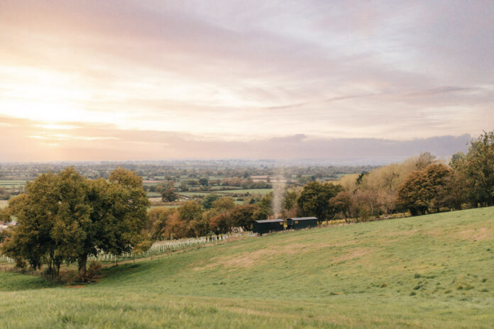 Wraxall Vineyard - Owl