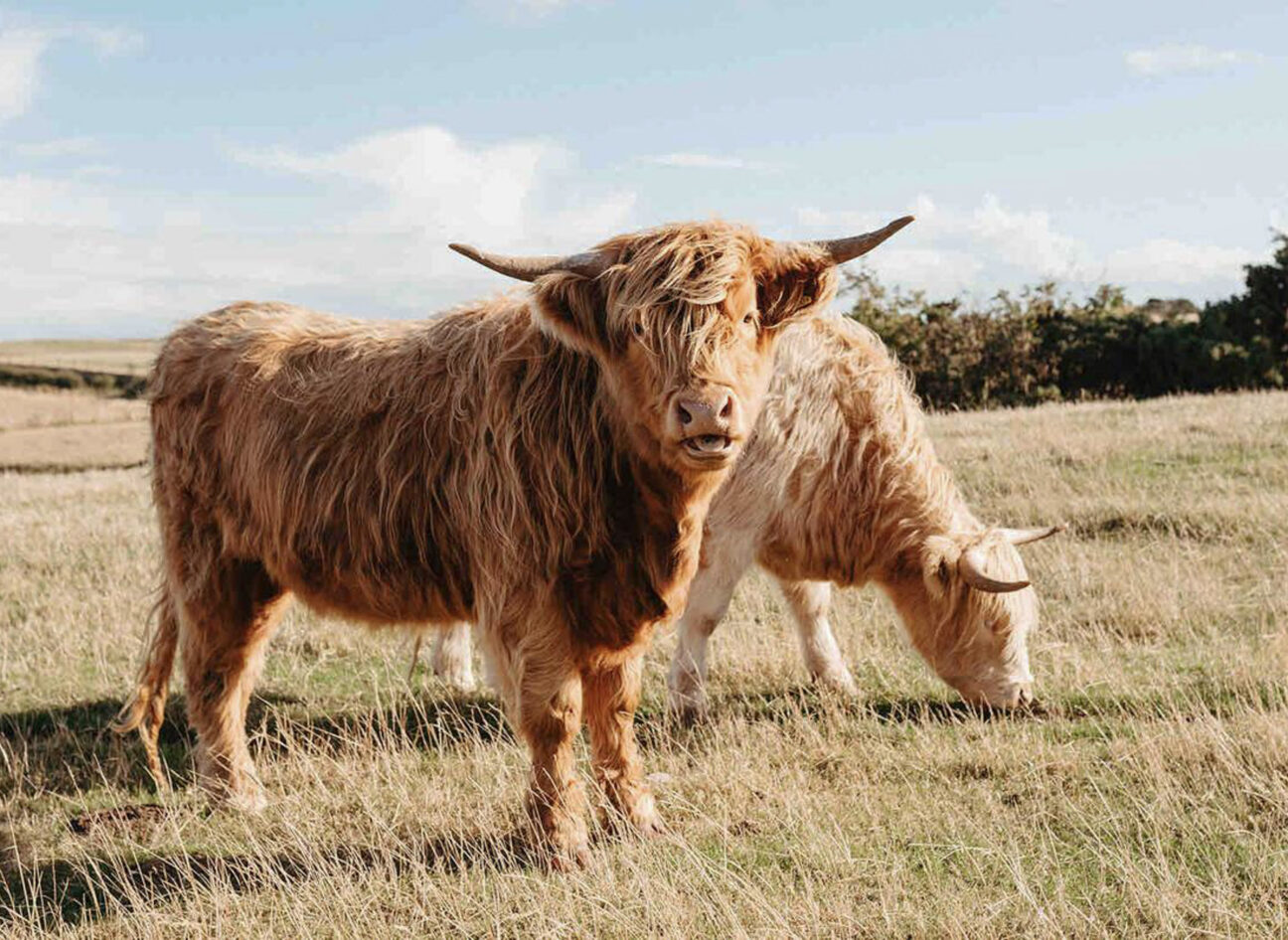 Banchory Farm - Drinkbetween East
