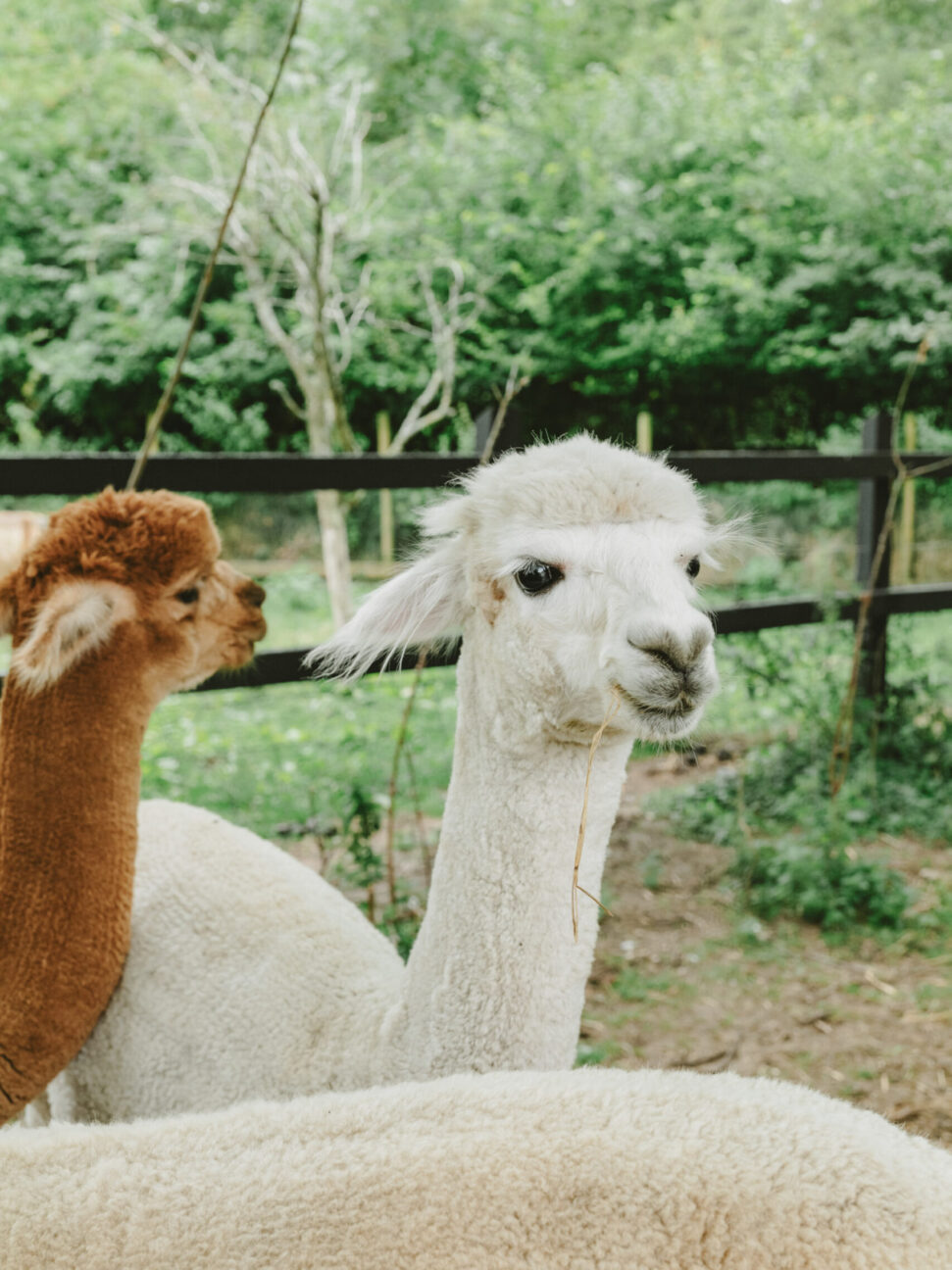 Alpacas on a stylish farm retreat in Suffolk