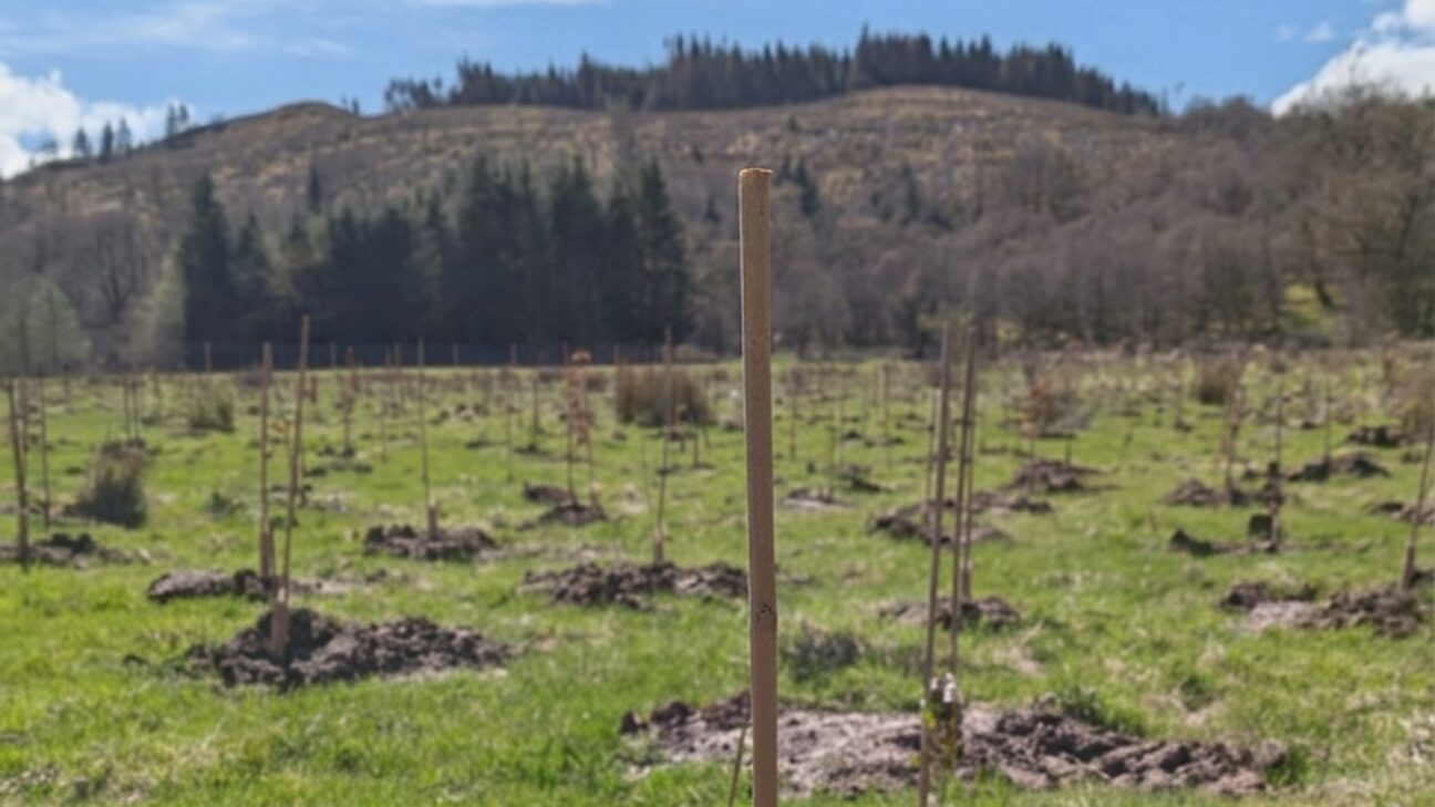 Planting day at Loskin Wood